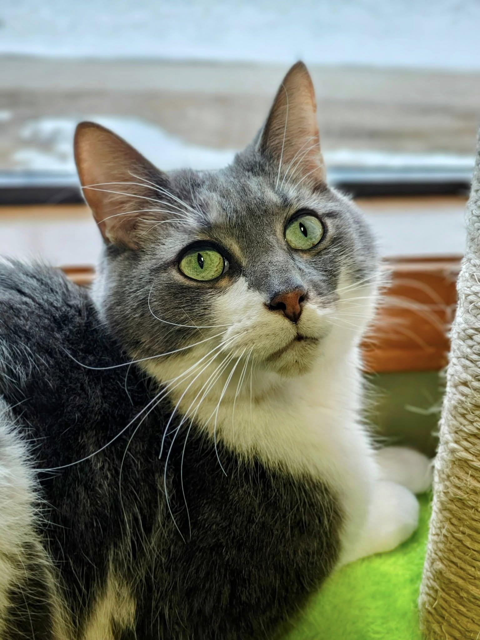 Amos, Adopted, Senior Male Domestic Short Hair.