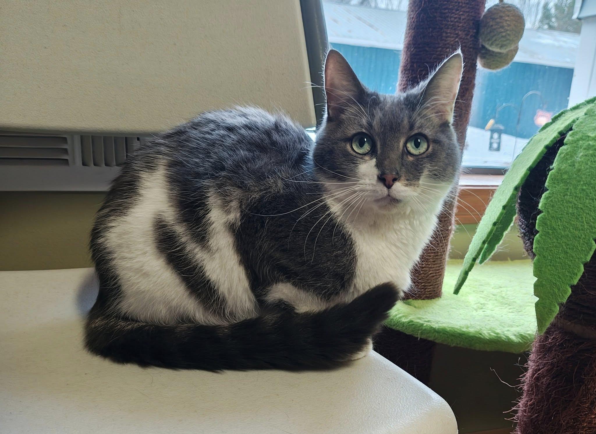 Enlarge Amos, a Adopted Domestic Short Hair in Bellaire, MI image 6/6