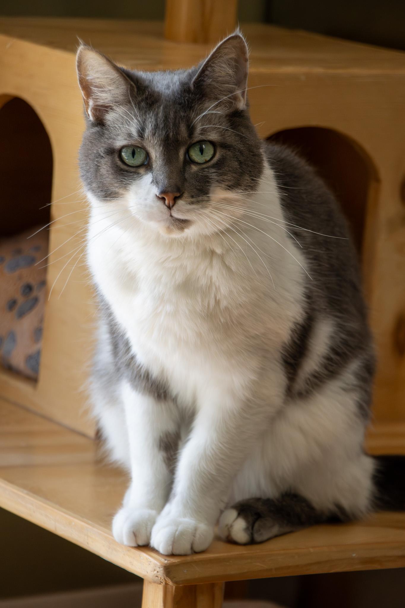 Enlarge Amos, a Adopted Domestic Short Hair in Bellaire, MI image 2/6