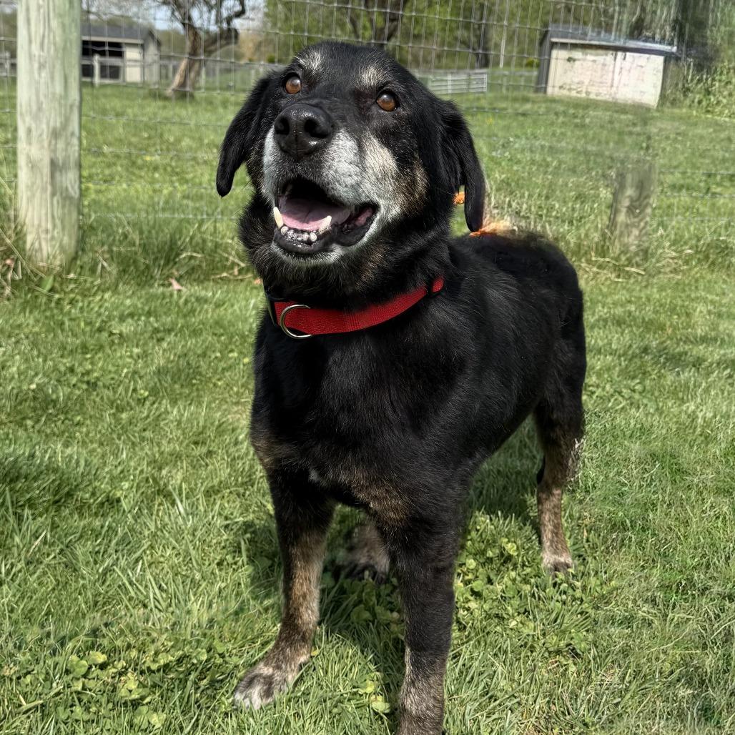 Enlarge Carl (In Foster), a Adoptable Mixed Breed in Marshall, VA image 1/4