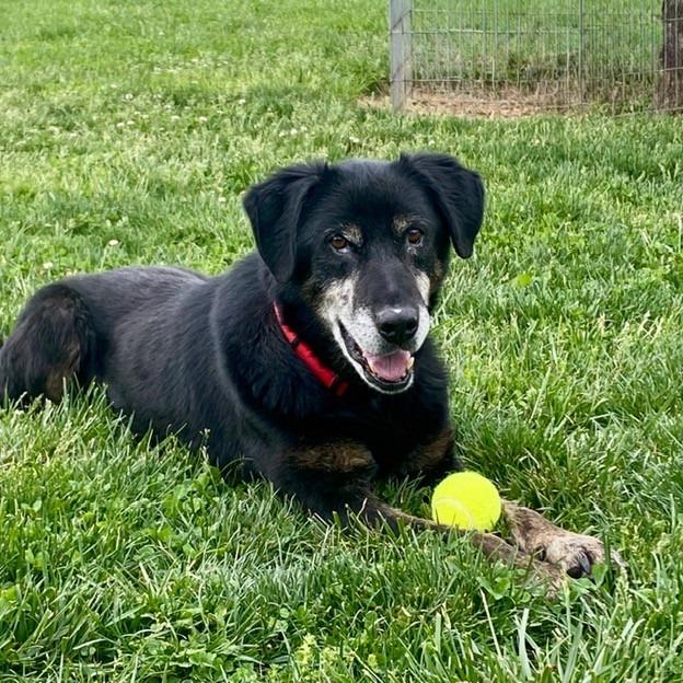 Enlarge Carl (In Foster), a Adoptable Mixed Breed in Marshall, VA image 2/4