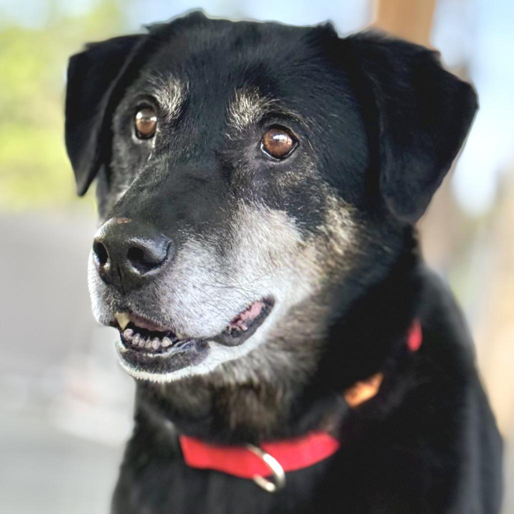 Enlarge Carl (In Foster), a Adoptable Mixed Breed in Marshall, VA image 3/4