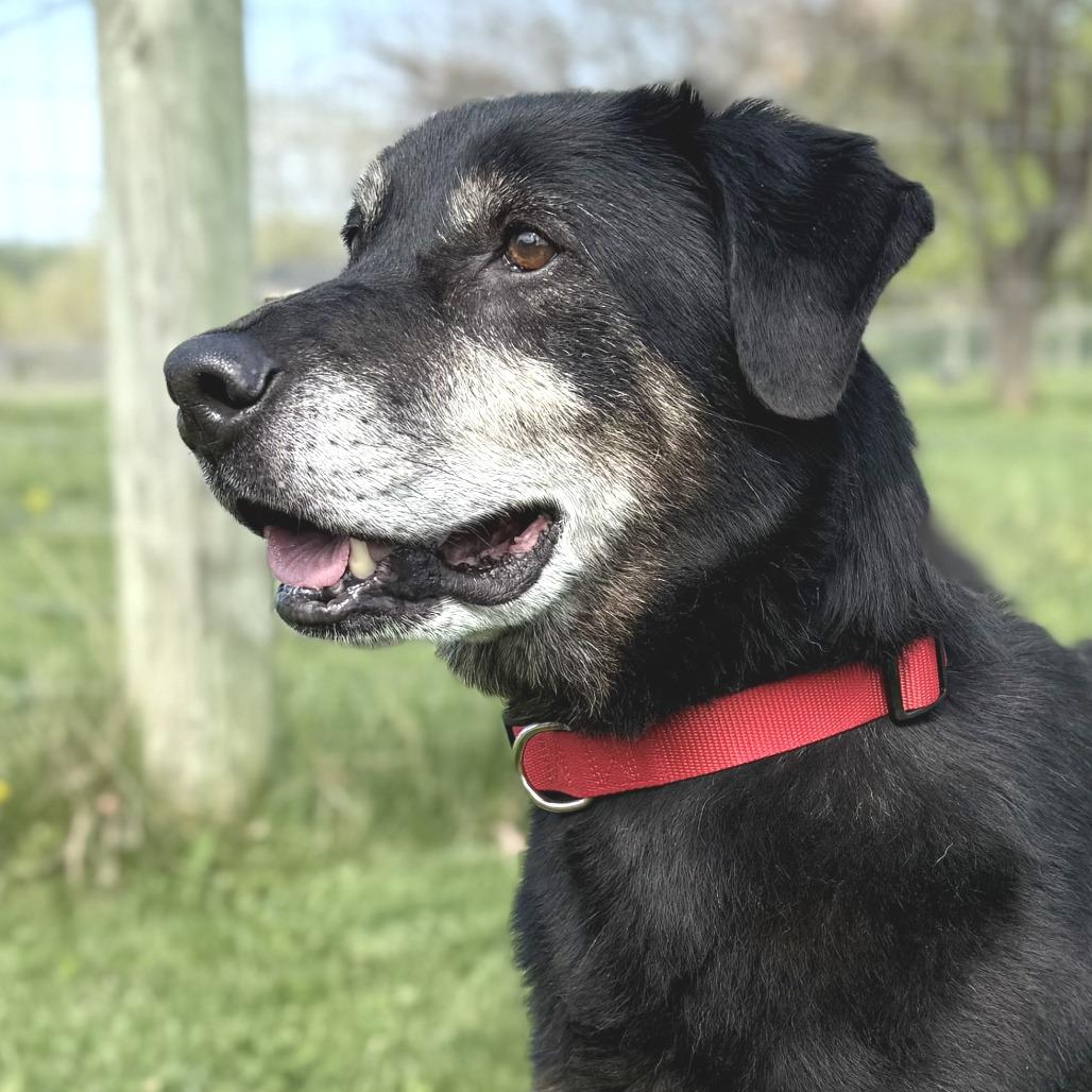 Enlarge Carl (In Foster), a Adoptable Mixed Breed in Marshall, VA image 4/4