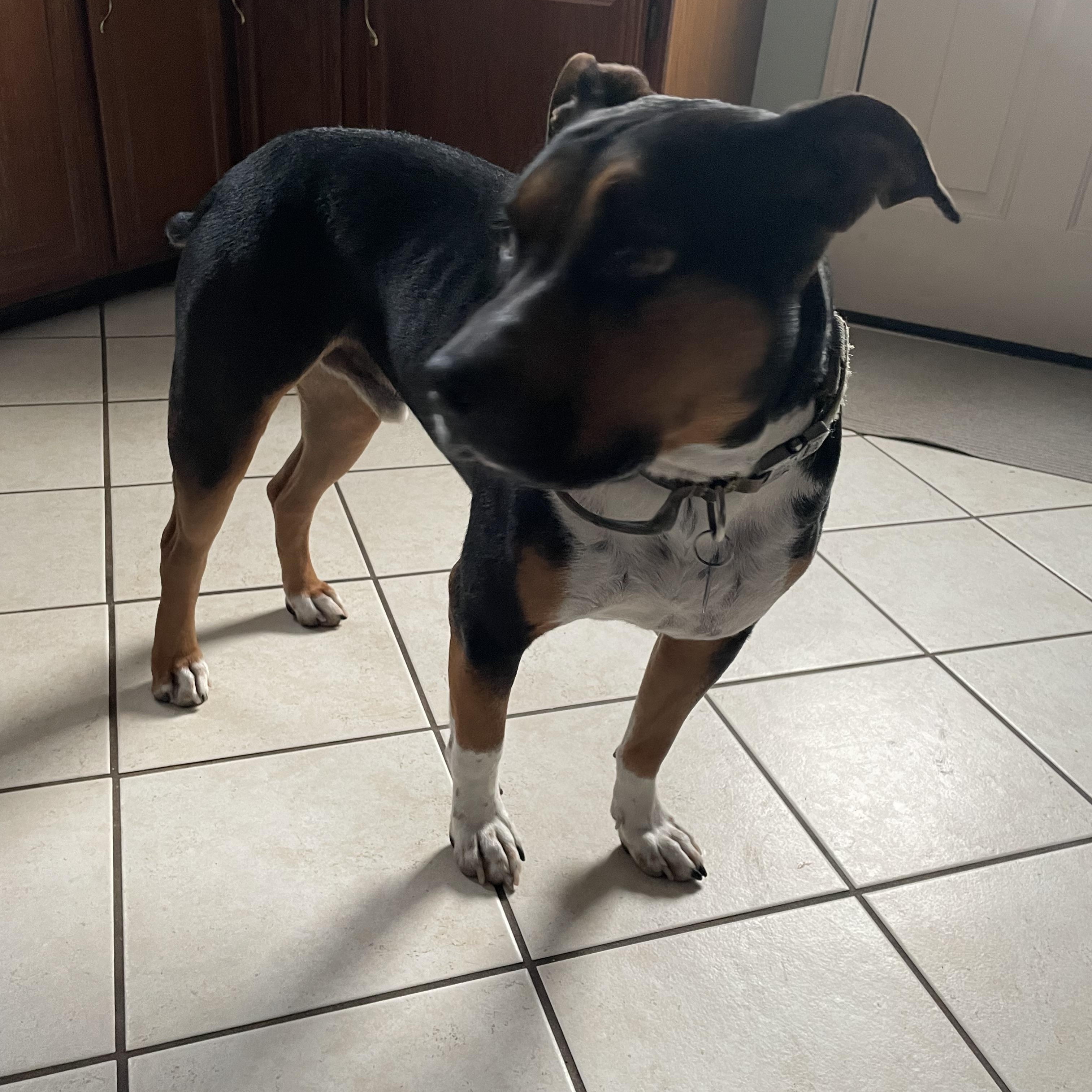 Enlarge Tyson , a ADOPTABLE mixed breed in Taunton, MA image 1/2