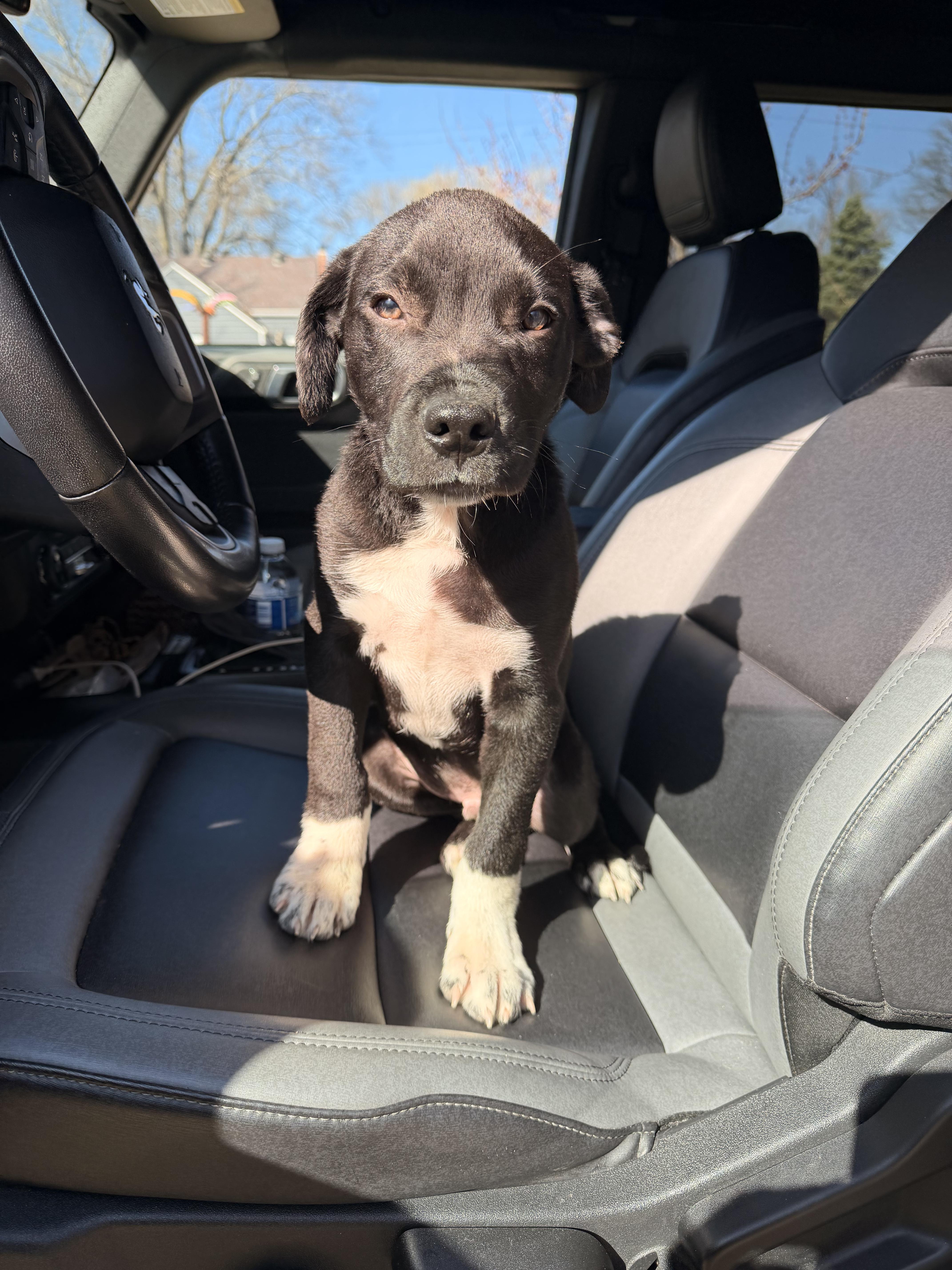 Enlarge Perry, an adopted mixed breed in Richmond, MO image 1/1