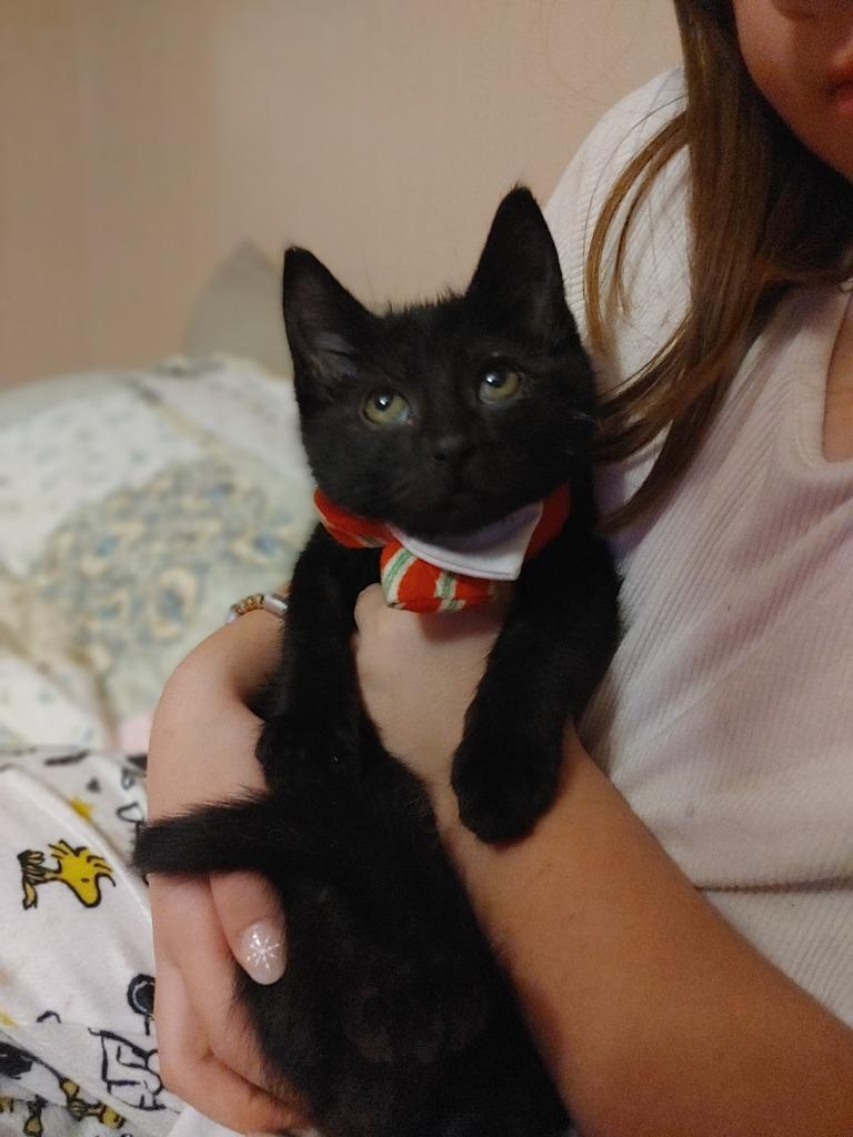 Pegasus Void, Adopted, Kitten Male Domestic Short Hair.