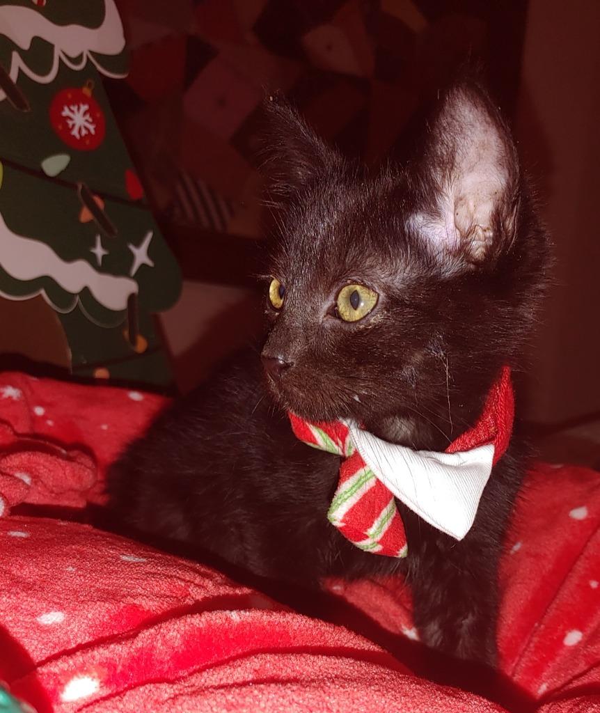 Enlarge Pegasus Void, a Adopted mixed breed in Shawnee, KS image 2/3