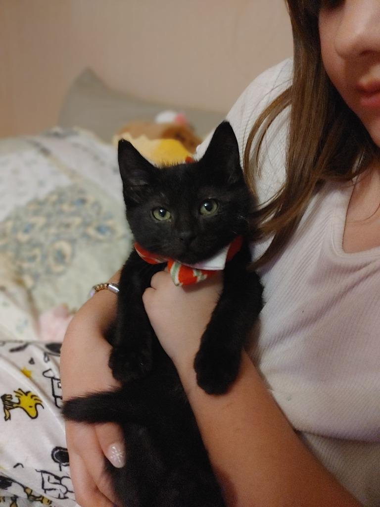 Enlarge Pegasus Void, a Adopted mixed breed in Shawnee, KS image 3/3