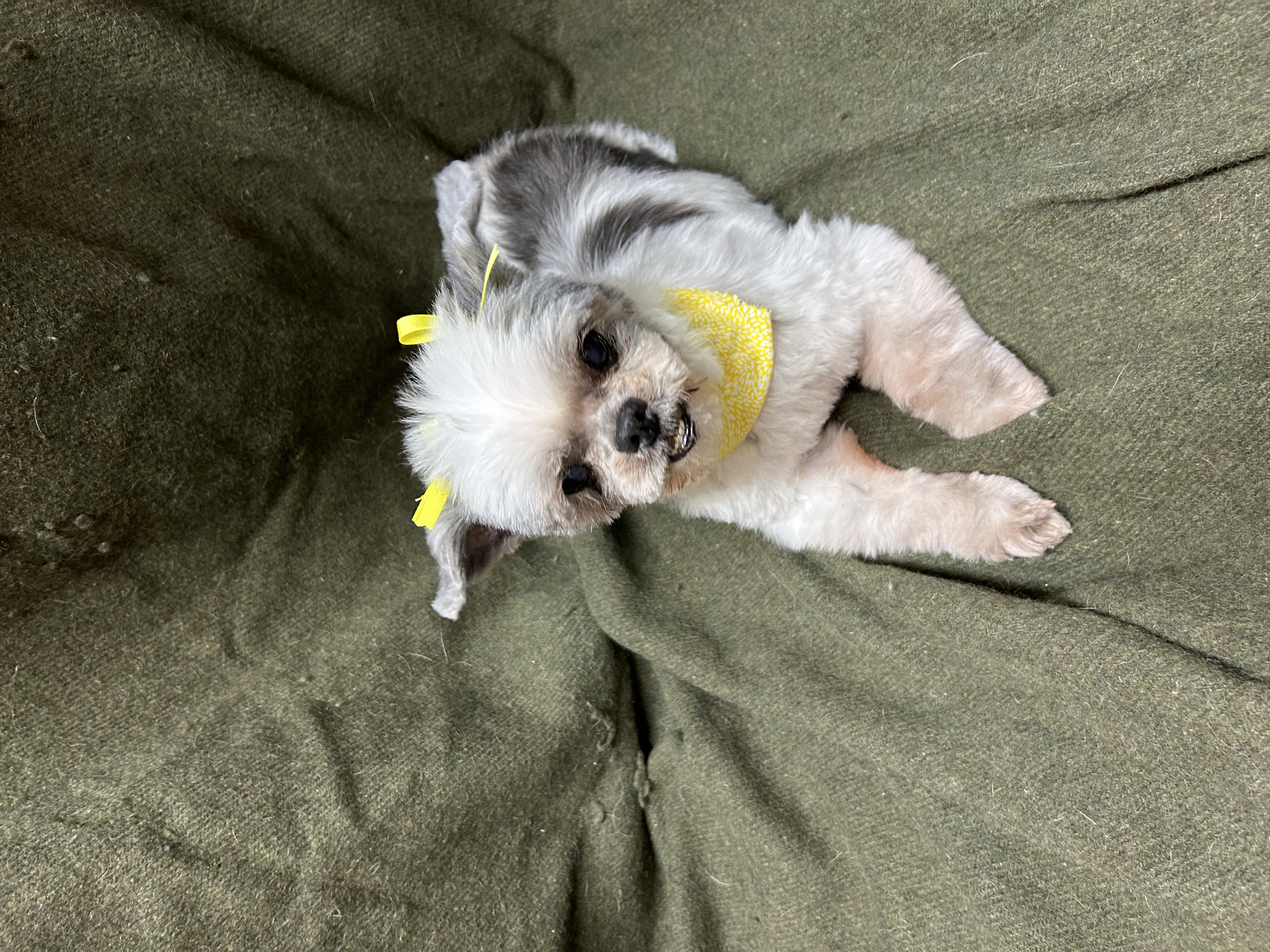 Enlarge Thelma, a Adopted mixed breed in Lebanon, KY image 1/3
