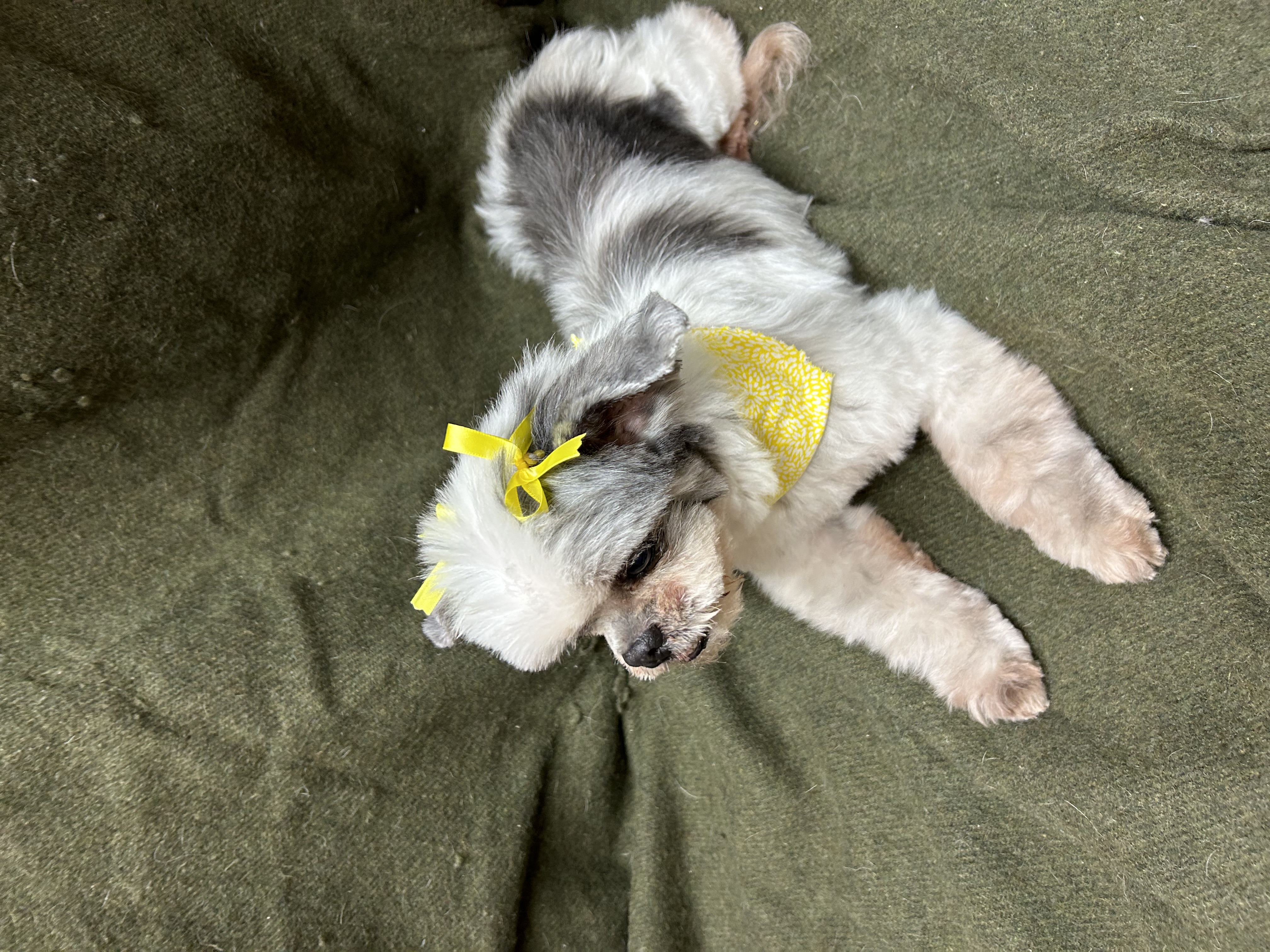 Enlarge Thelma, a Adopted mixed breed in Lebanon, KY image 2/3