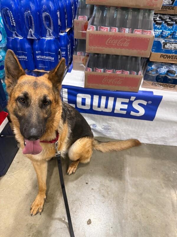 Hope, a Adoptable German Shepherd Dog in Seattle, WA image 1/6