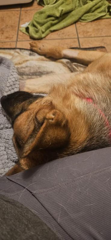 Enlarge Phoenix von Hope, a Adoptable German Shepherd Dog in Seattle, WA image 1/6