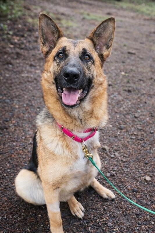 Enlarge Phoenix von Hope, a Adoptable German Shepherd Dog in Seattle, WA image 1/3