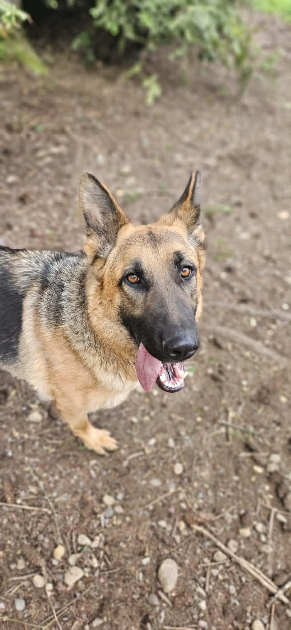 Enlarge Hope, a Adoptable German Shepherd Dog in Seattle, WA image 2/6