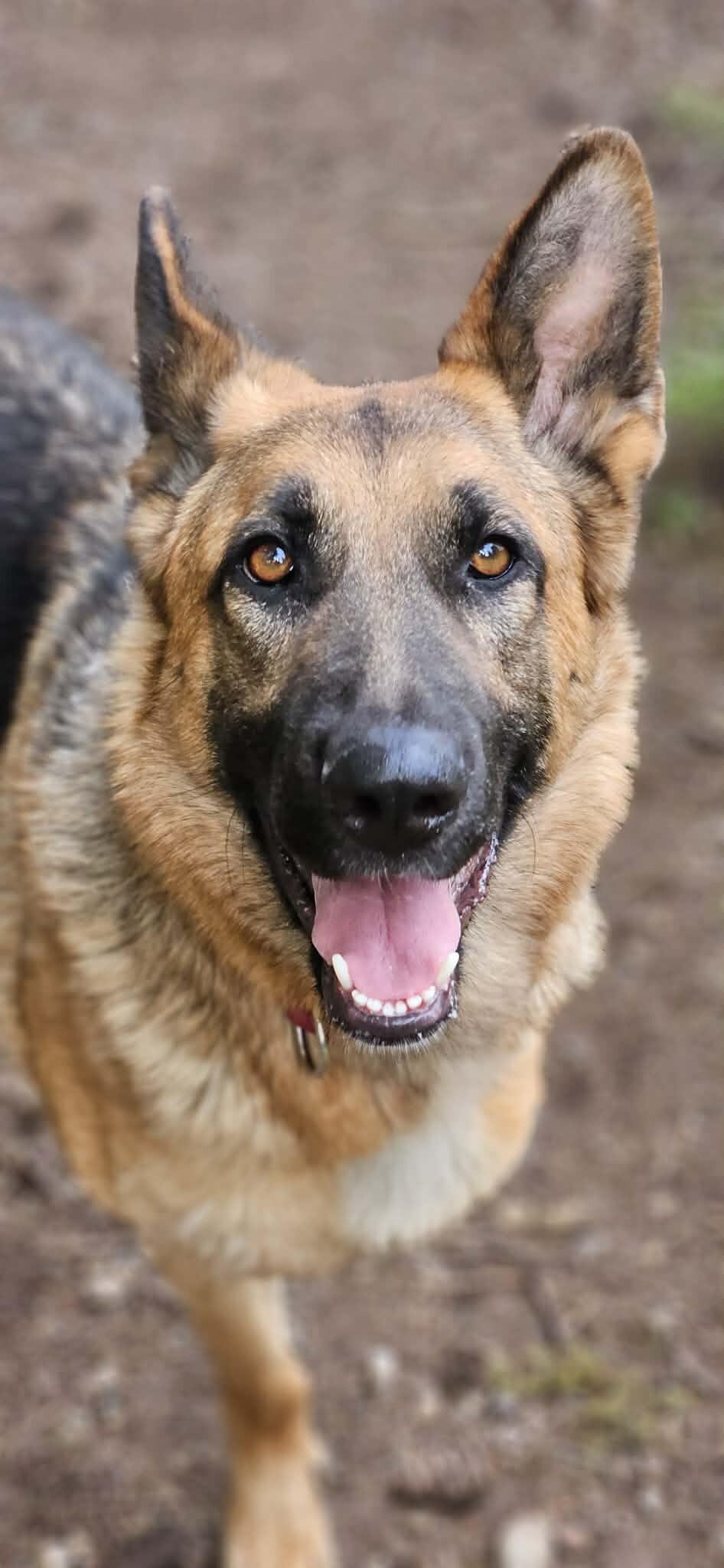 Enlarge Hope, a Adoptable German Shepherd Dog in Seattle, WA image 3/6