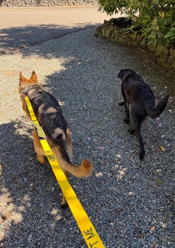 Hope, a Adoptable German Shepherd Dog in Seattle, WA image 2/6