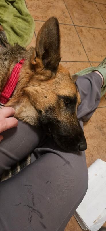 Enlarge Phoenix von Hope, a Adoptable German Shepherd Dog in Seattle, WA image 2/6