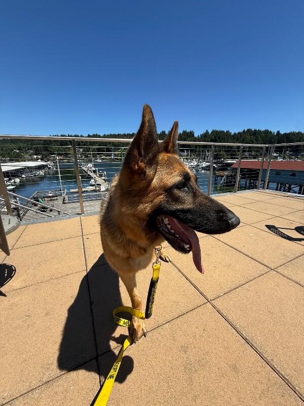 Hope, a Adoptable German Shepherd Dog in Seattle, WA image 3/6