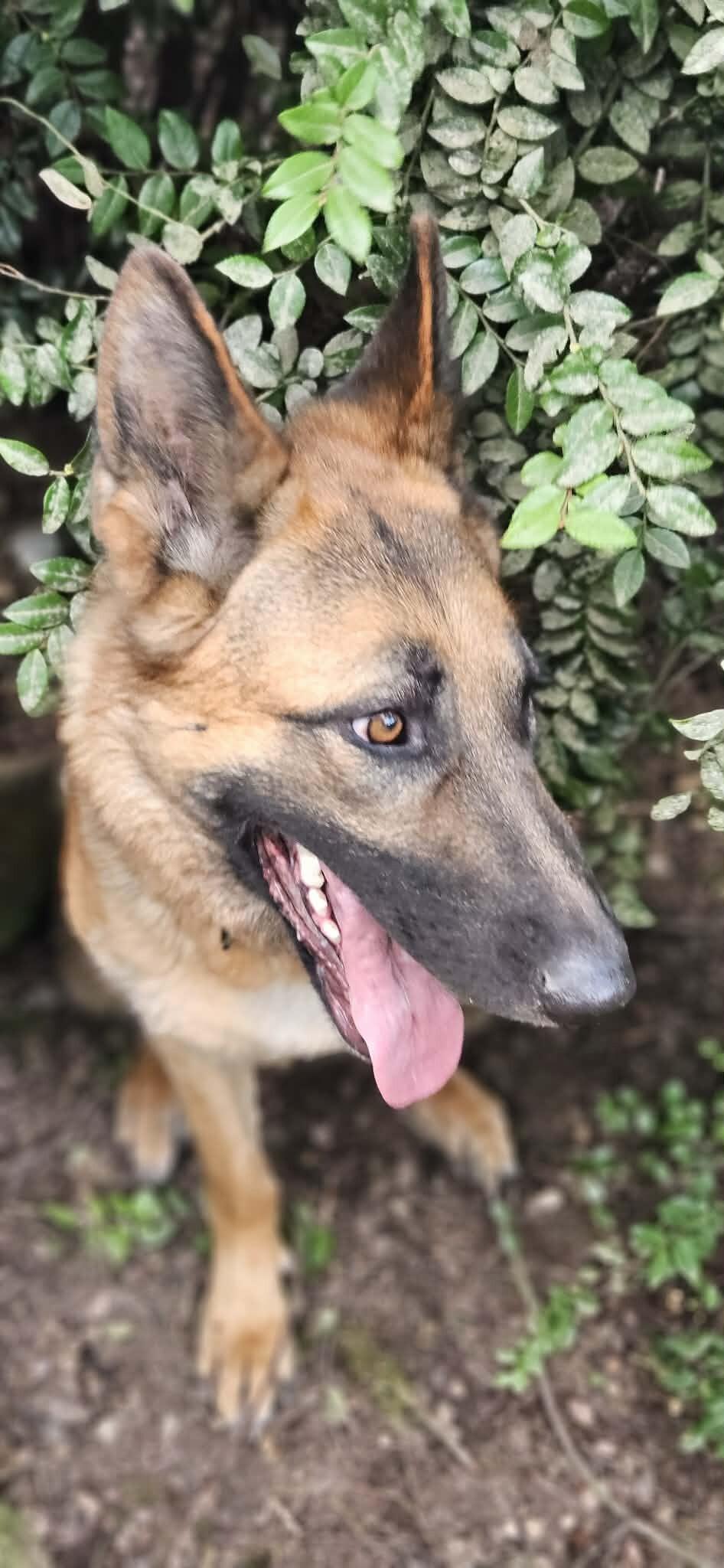 Enlarge Hope, a Adoptable German Shepherd Dog in Seattle, WA image 4/6