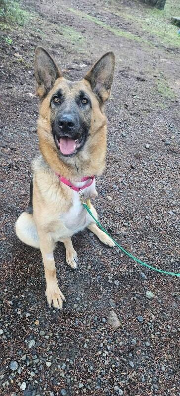 Enlarge Phoenix von Hope, a Adoptable German Shepherd Dog in Seattle, WA image 3/6