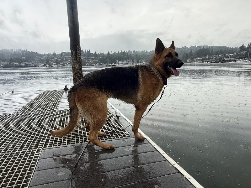 Hope, a Adoptable German Shepherd Dog in Seattle, WA image 3/6