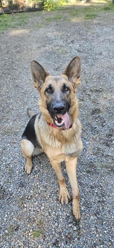 Enlarge Phoenix von Hope, a Adoptable German Shepherd Dog in Seattle, WA image 4/6
