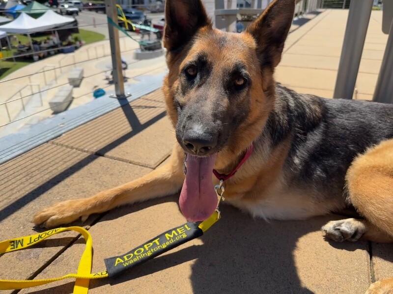 Hope, a Adoptable German Shepherd Dog in Seattle, WA image 4/6