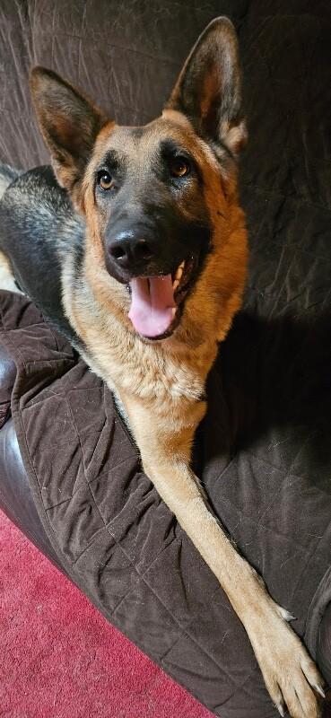Enlarge Phoenix von Hope, a Adoptable German Shepherd Dog in Seattle, WA image 3/3