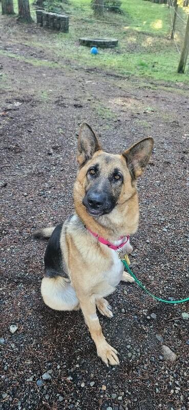 Enlarge Phoenix von Hope, a Adoptable German Shepherd Dog in Seattle, WA image 5/6