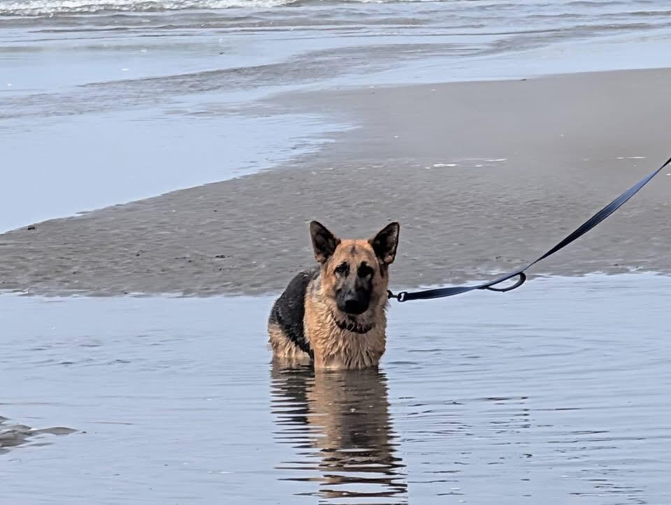 Hope, a Adoptable German Shepherd Dog in Seattle, WA image 5/6