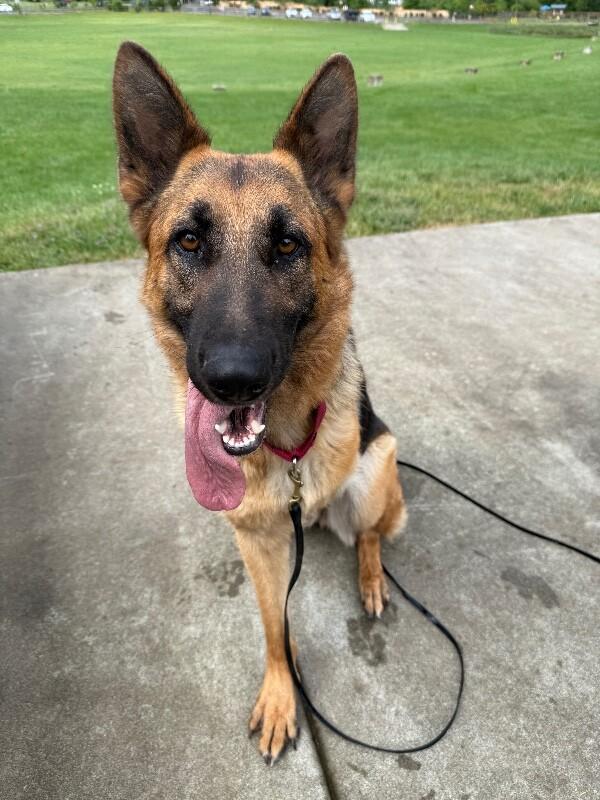 Hope, a Adoptable German Shepherd Dog in Seattle, WA image 5/6