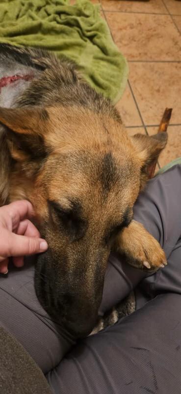 Enlarge Phoenix von Hope, a Adoptable German Shepherd Dog in Seattle, WA image 6/6