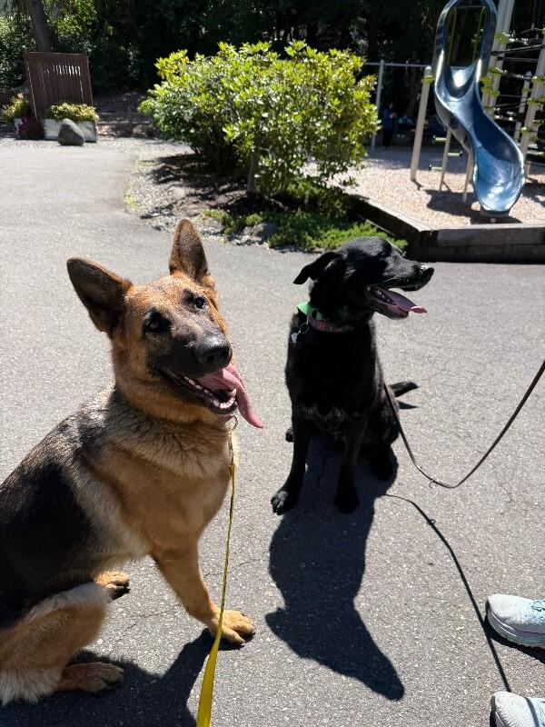 Hope, a Adoptable German Shepherd Dog in Seattle, WA image 6/6