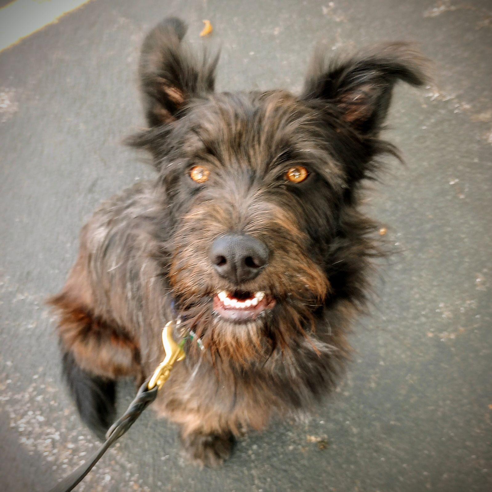 This dog is not for adoption Please read New Year 2025 we will have new friends for adoption, Adoptable, Young Female Mixed Breed.