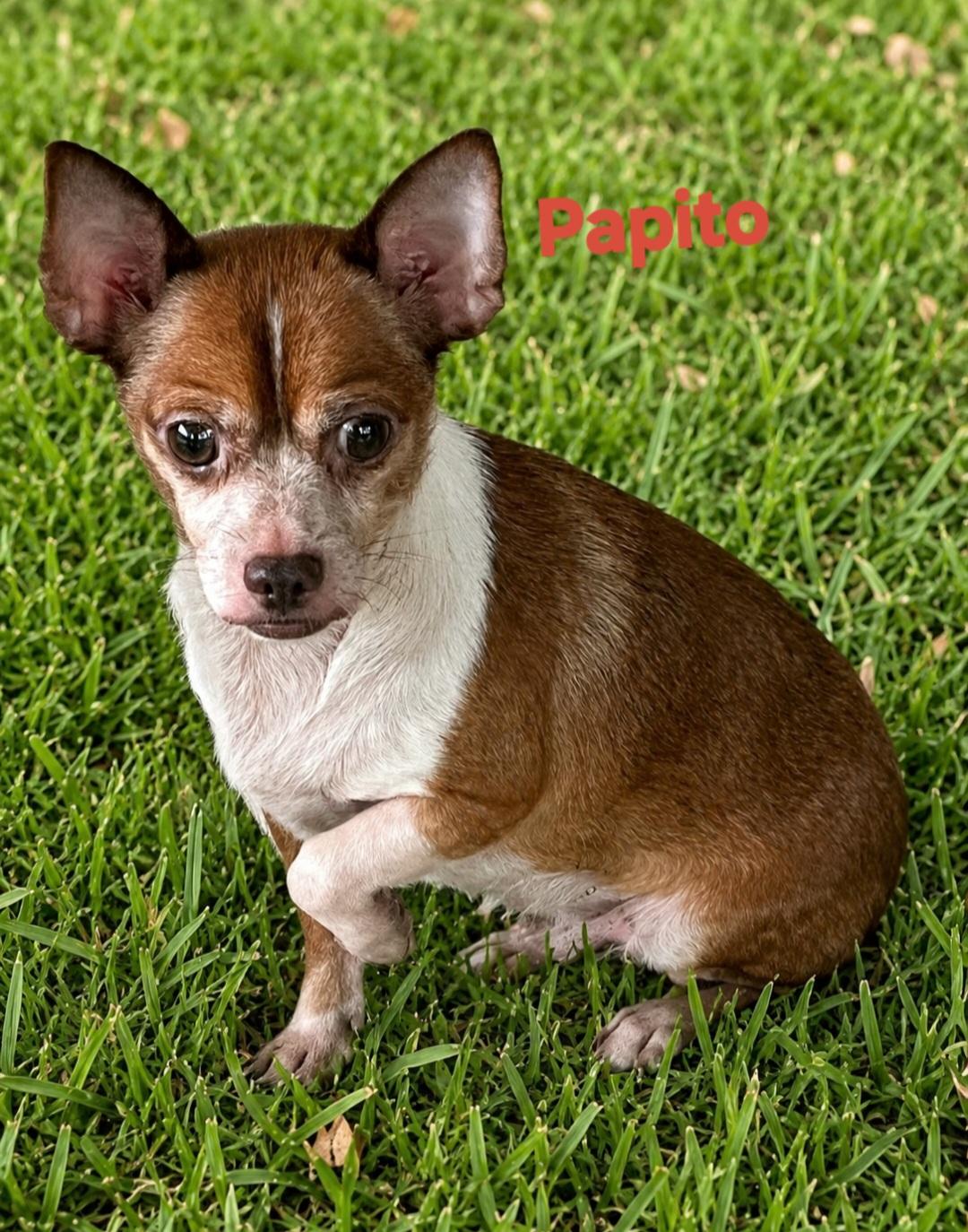 Enlarge Papito, a ADOPTABLE Chihuahua in New Port Richey, FL image 1/1