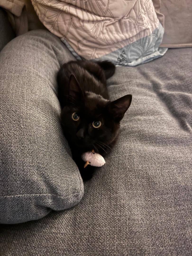 Toffee, Adoptable, Kitten Female Domestic Short Hair.