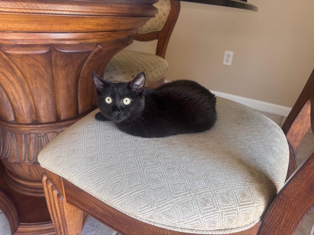 Enlarge Toffee, a Adoptable Domestic Short Hair in Orlando, FL image 2/3