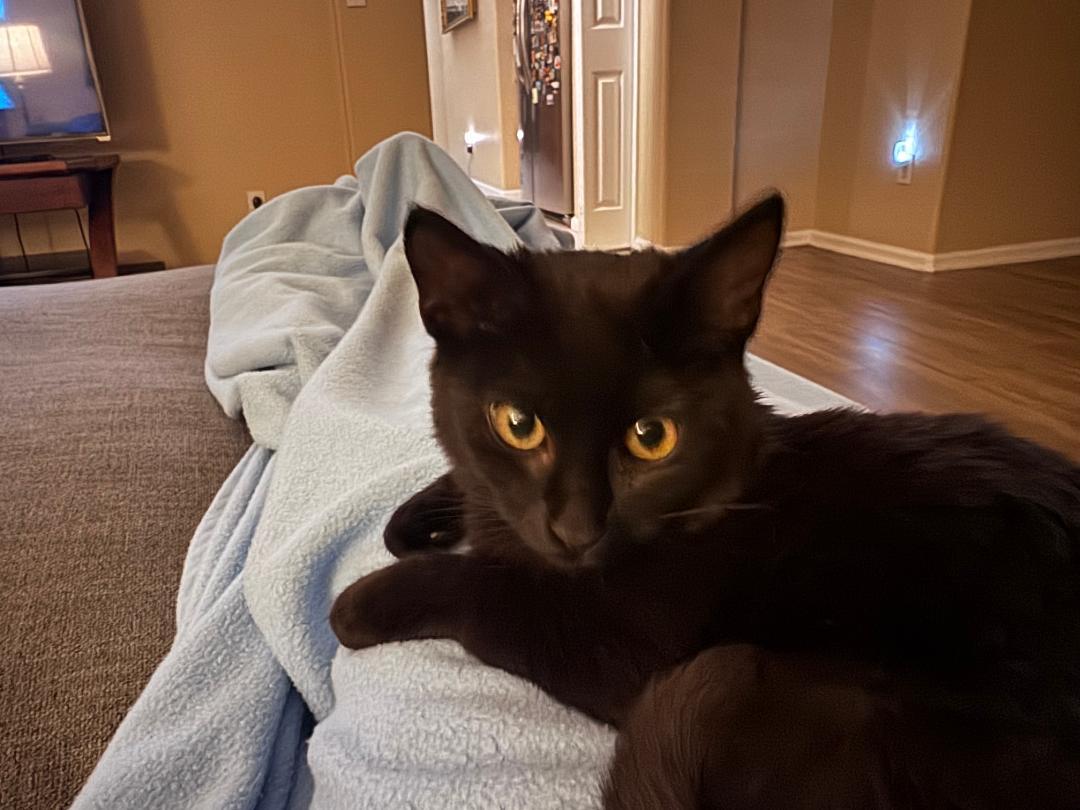 Enlarge Toffee, a Adoptable Domestic Short Hair in Orlando, FL image 3/3