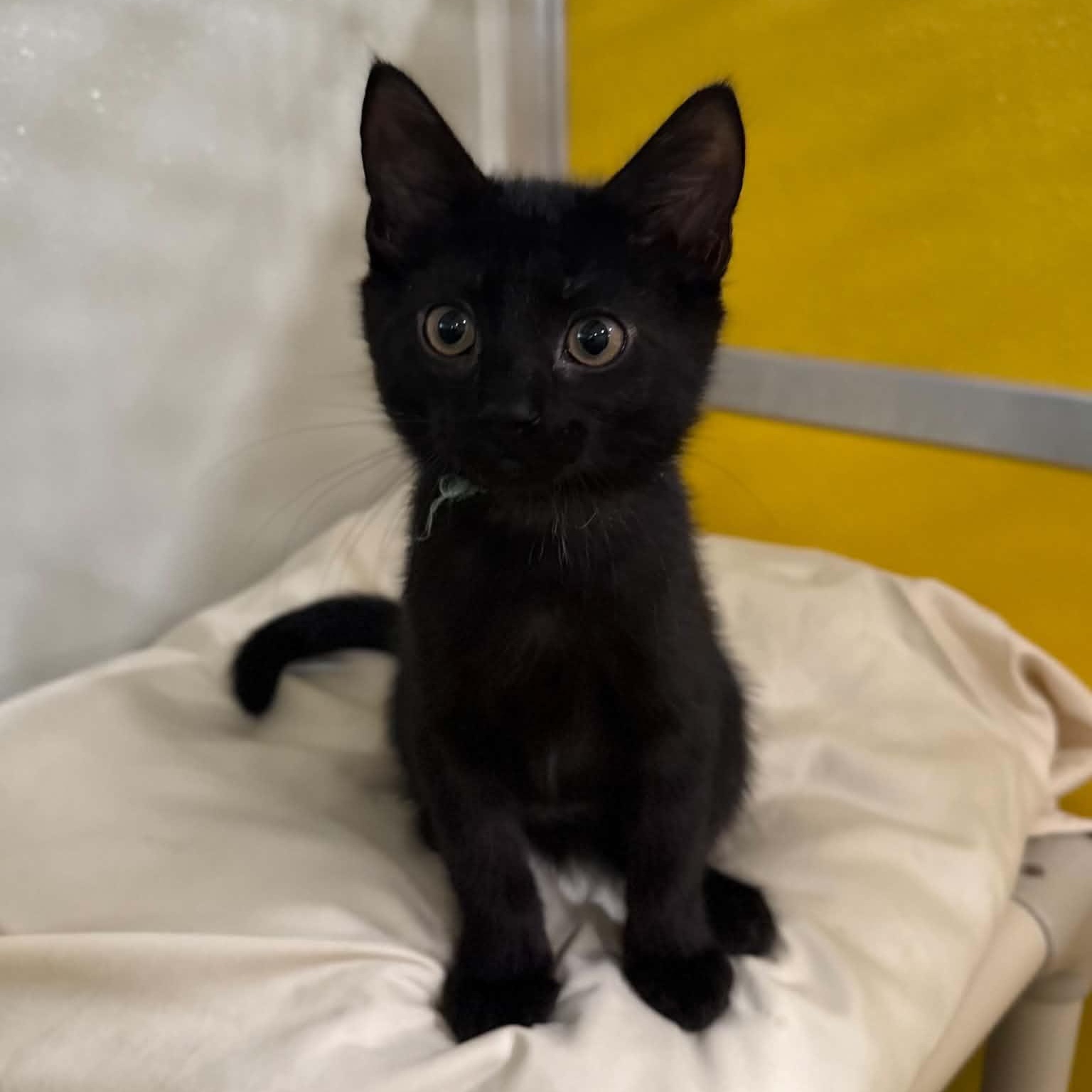 Enlarge Rotini, a Adoptable mixed breed in Penn Yan, NY image 2/4