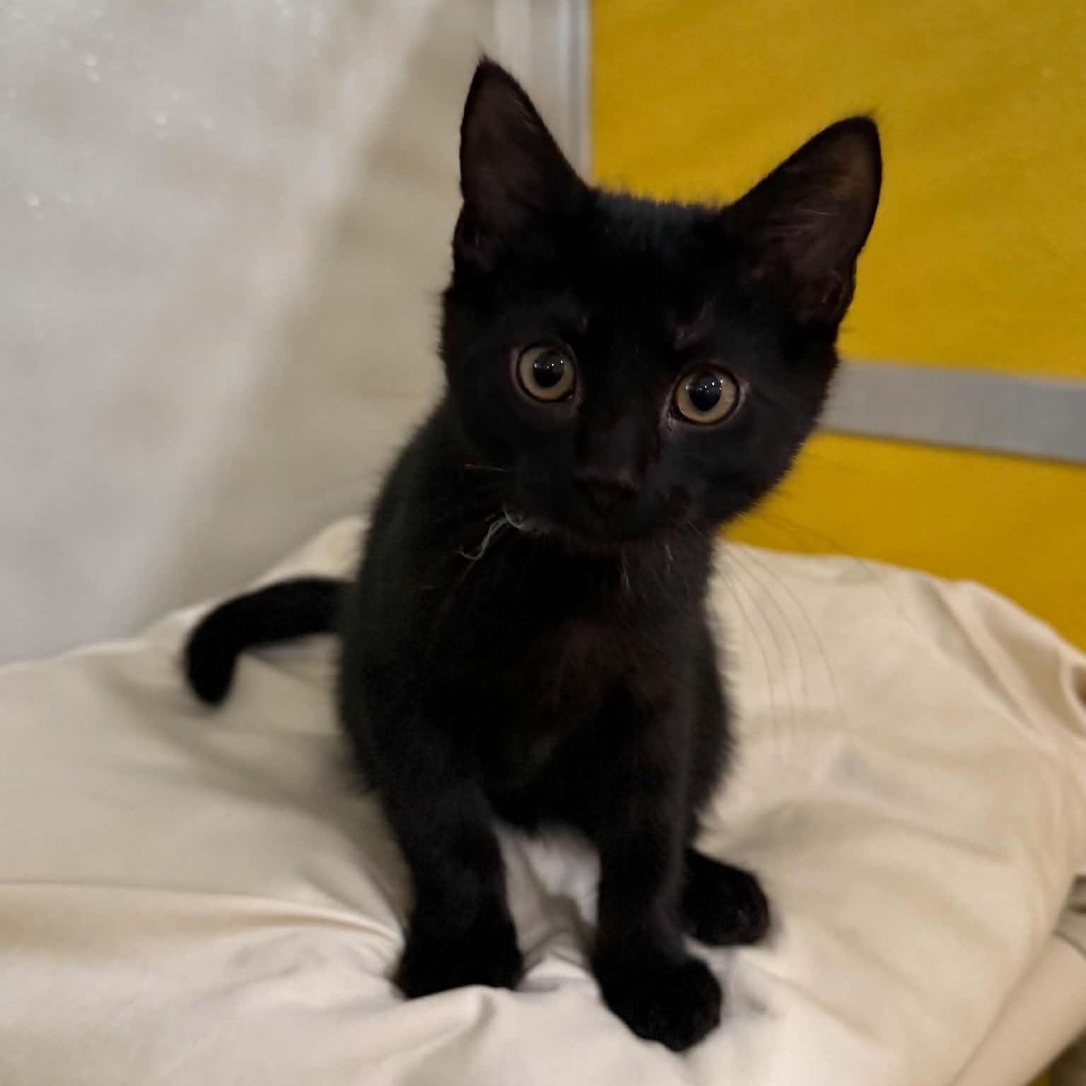 Enlarge Rotini, a Adoptable mixed breed in Penn Yan, NY image 3/4