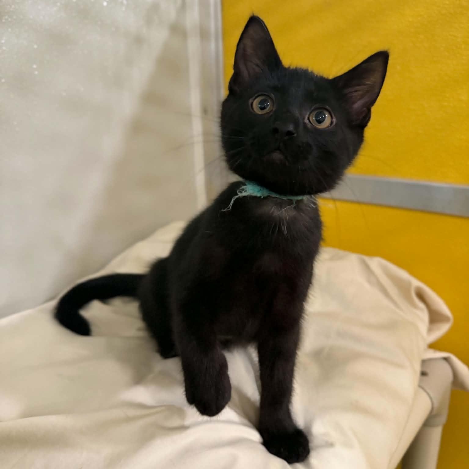 Enlarge Rotini, a Adoptable mixed breed in Penn Yan, NY image 1/4
