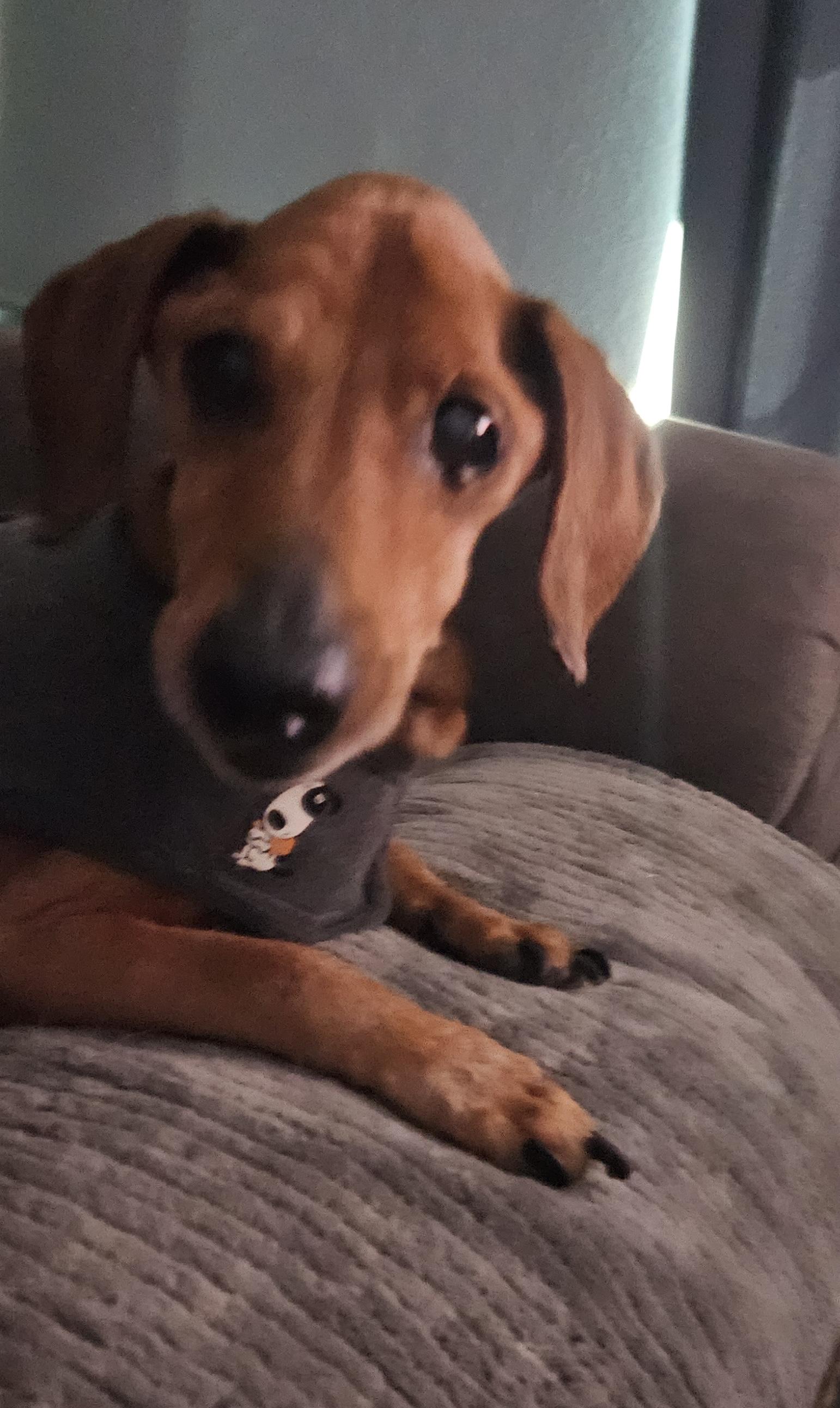 MR. BUDDY MCGRUMBLES