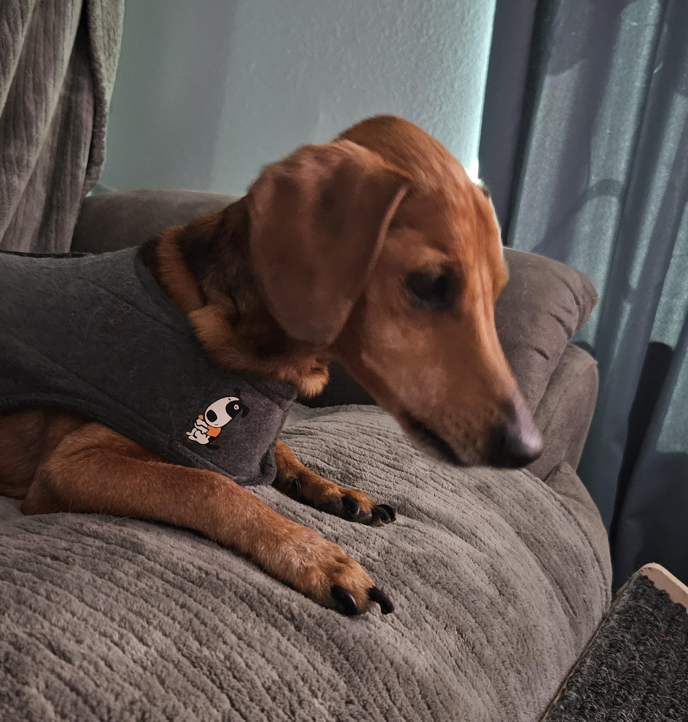 MR. BUDDY MCGRUMBLES