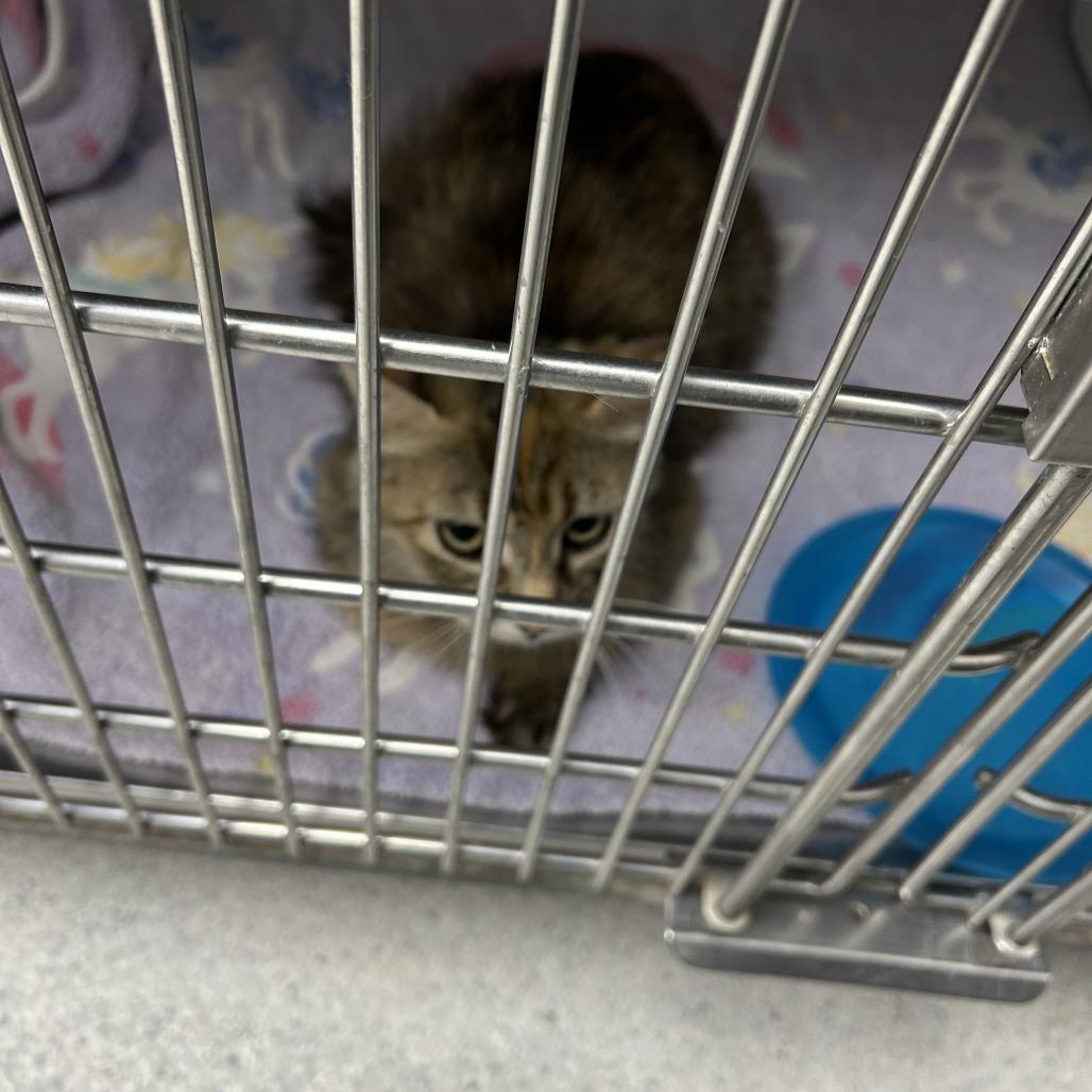 Enlarge Mosaic, a Adoptable Domestic Long Hair in Hannibal, MO image 1/1