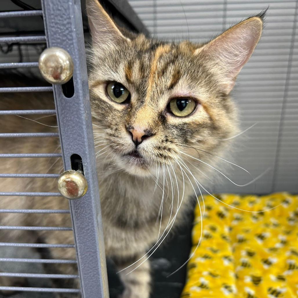 Enlarge Mosaic, a Adoptable Domestic Long Hair in Hannibal, MO image 2/2