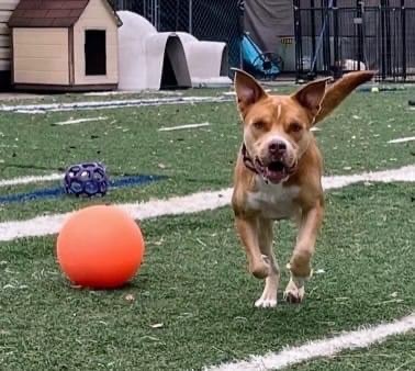 Beau, Adoptable, Adult Male American Bulldog.