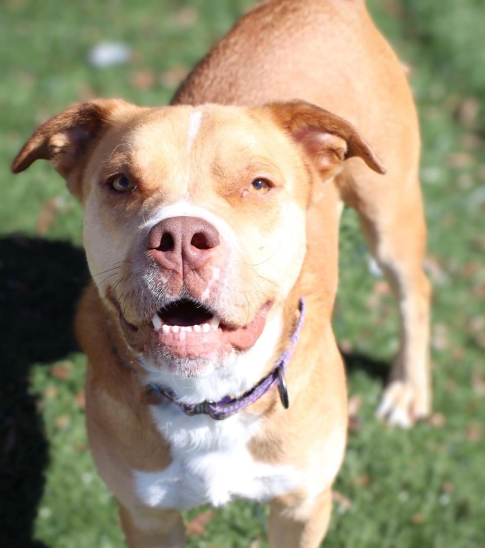 Enlarge Beau, a Adoptable American Bulldog in Gainesville, GA image 2/3