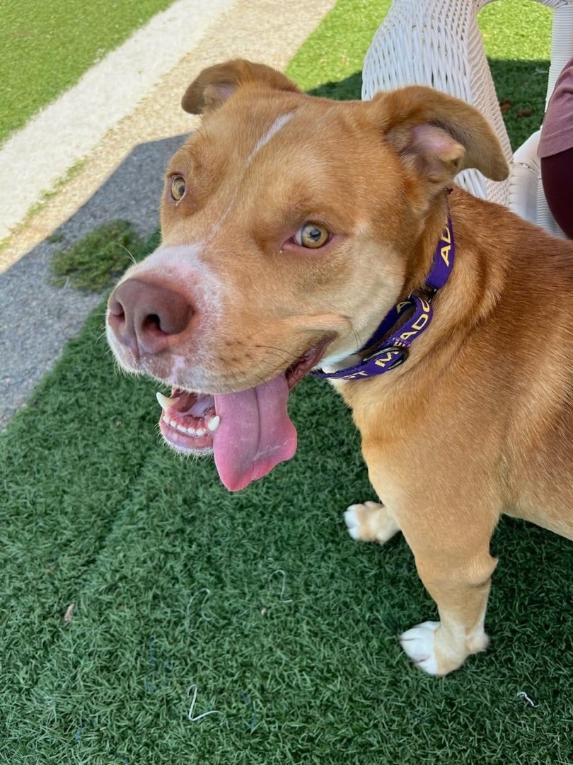 Enlarge Beau, a Adoptable American Bulldog in Gainesville, GA image 3/3