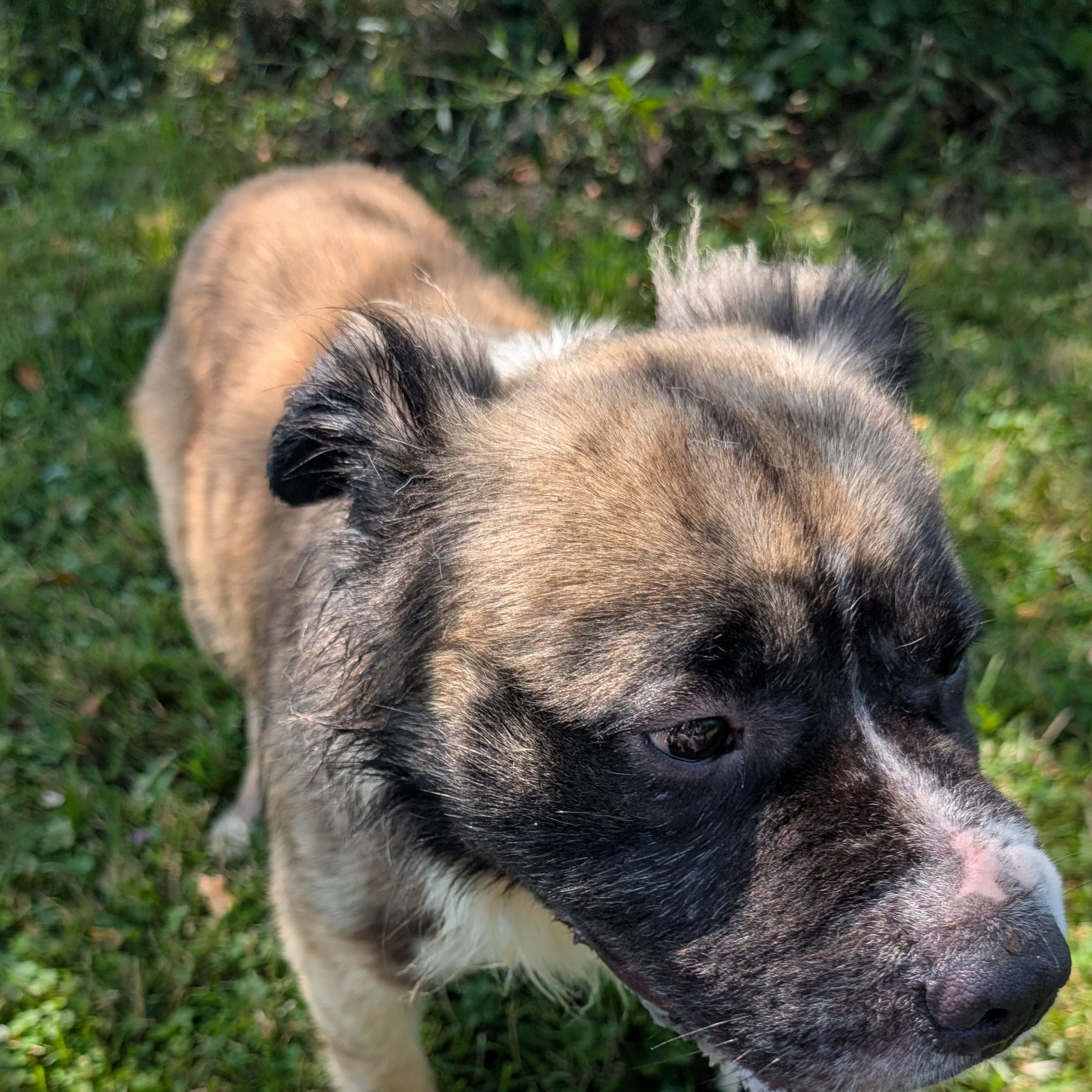 191271 Bowser LOOKING FOR OWNER, ADOPTABLE, Adult Male Saint Bernard.