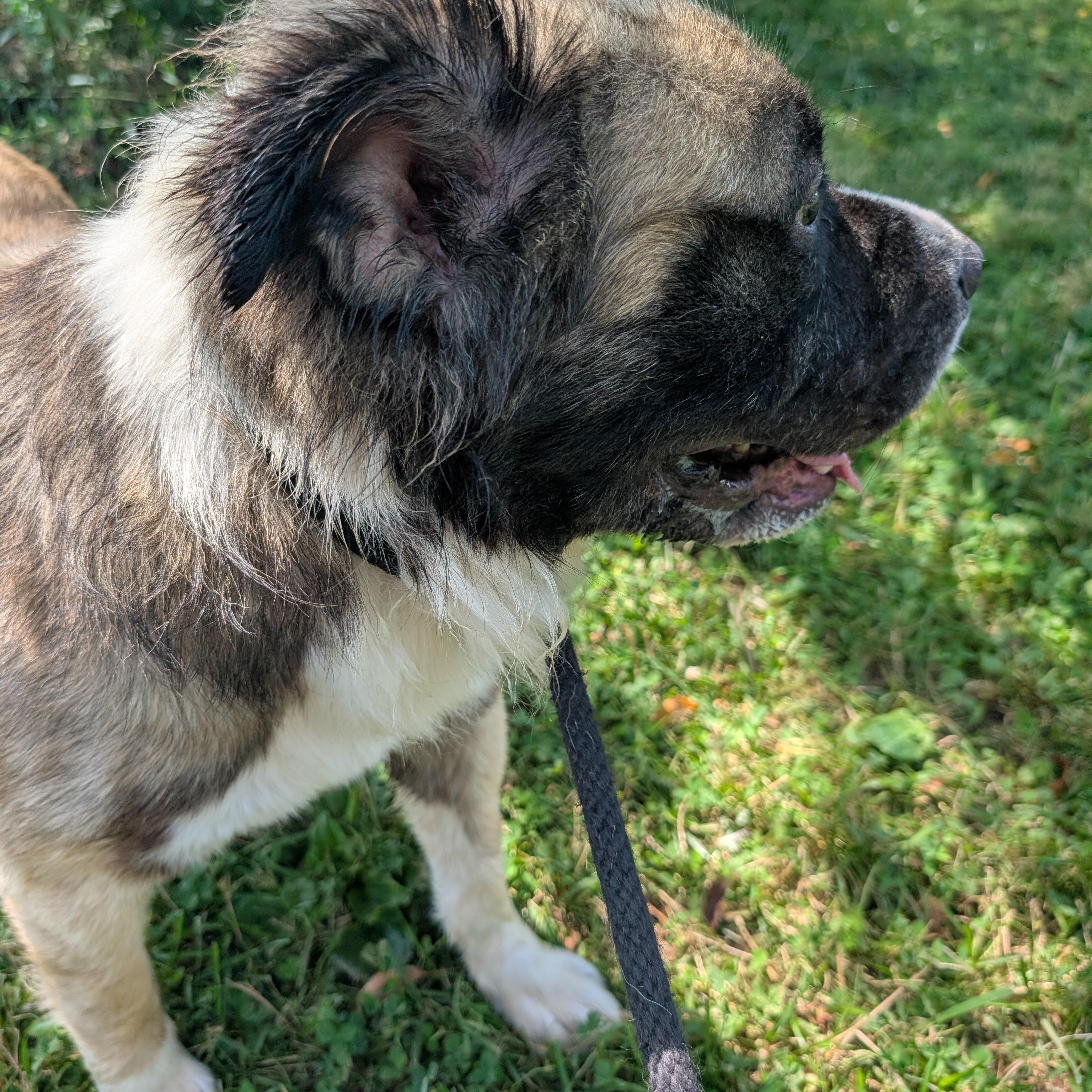 191271 Bowser LOOKING FOR OWNER, a ADOPTABLE mixed breed in Ravenna, OH image 2/5